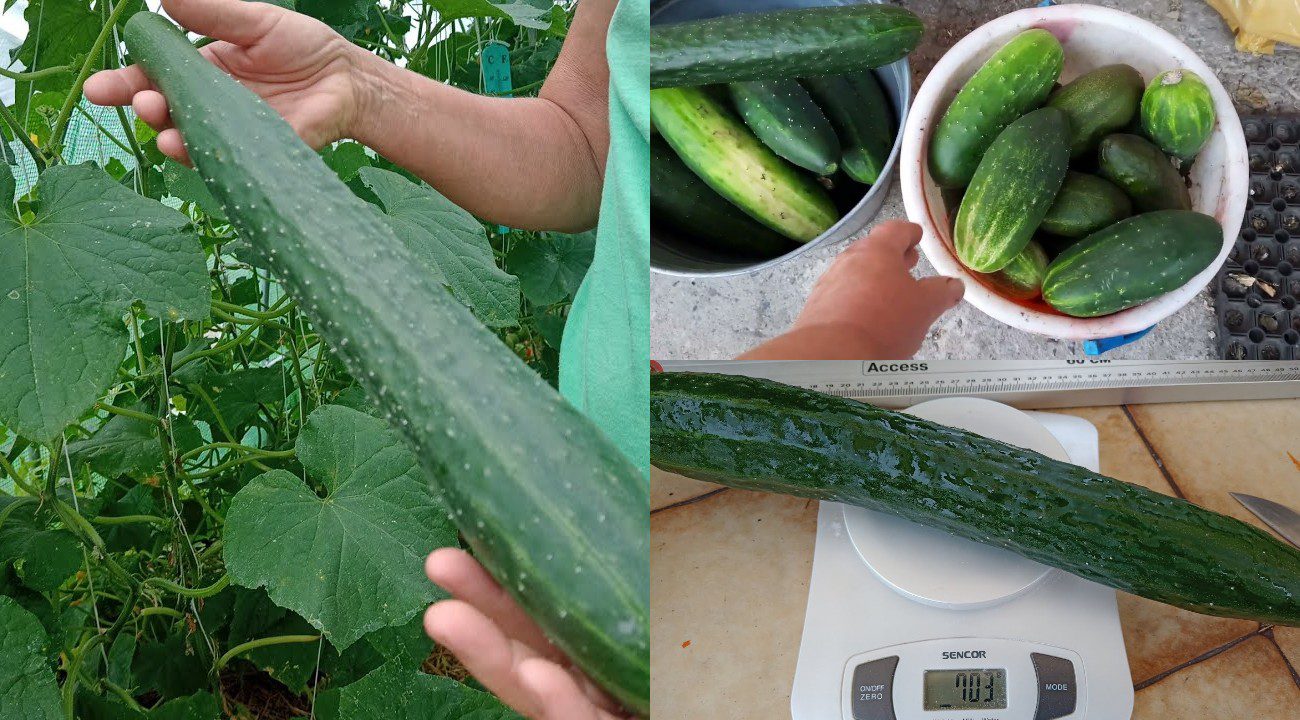 Агрономи назвали 4 сорти огірків, які дають несмачні плоди