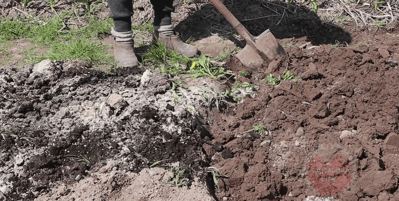 Фермери назвали ТОП-4 застосувань доломітового борошна в саду та городі