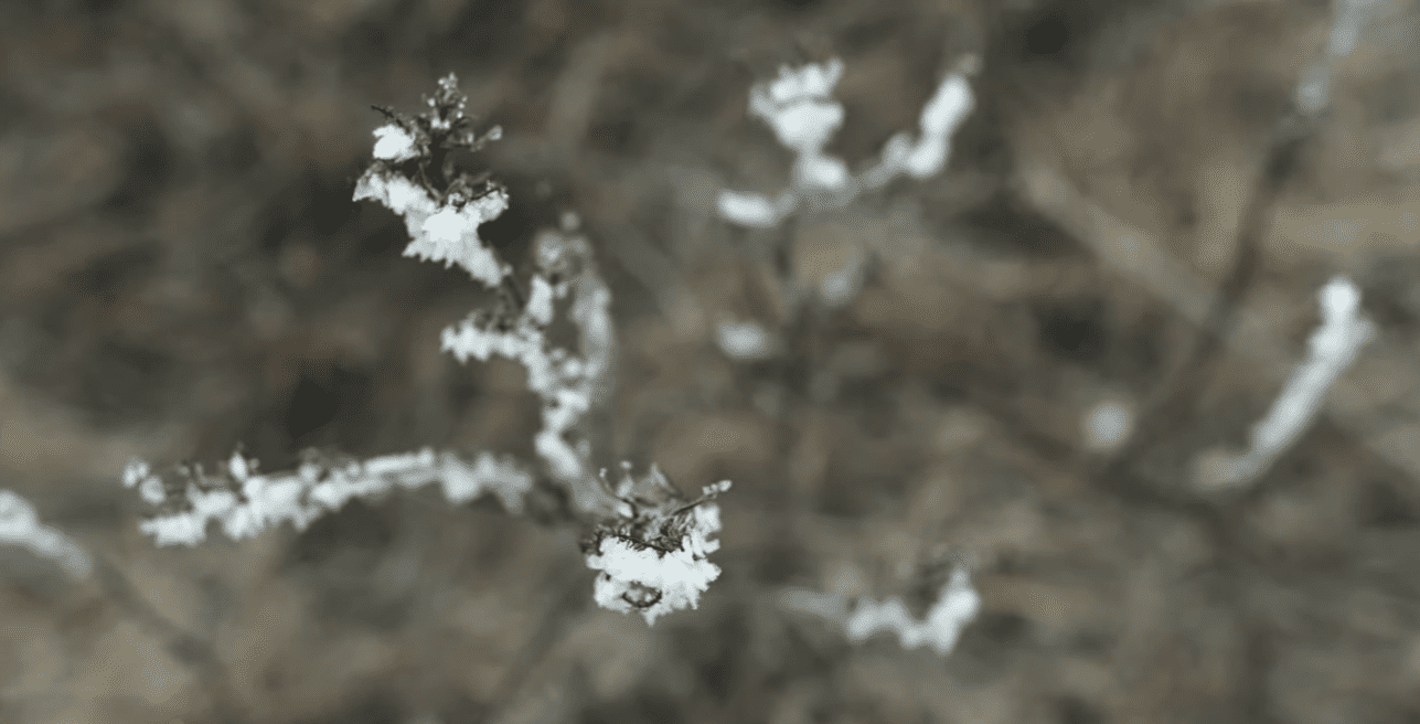 Експерти розповіли, коли сіяти та садити під зиму у листопаді за місячним календарем