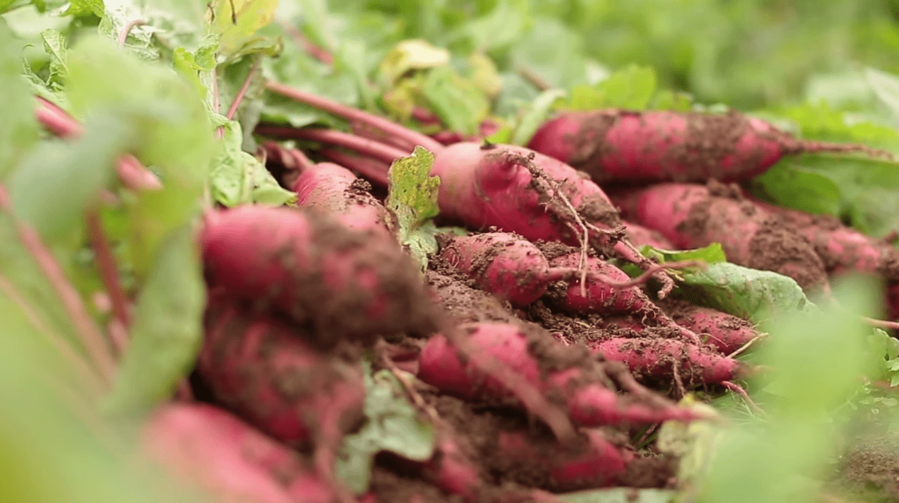 Експерти розповіли, коли сіяти та садити під зиму у листопаді за місячним календарем