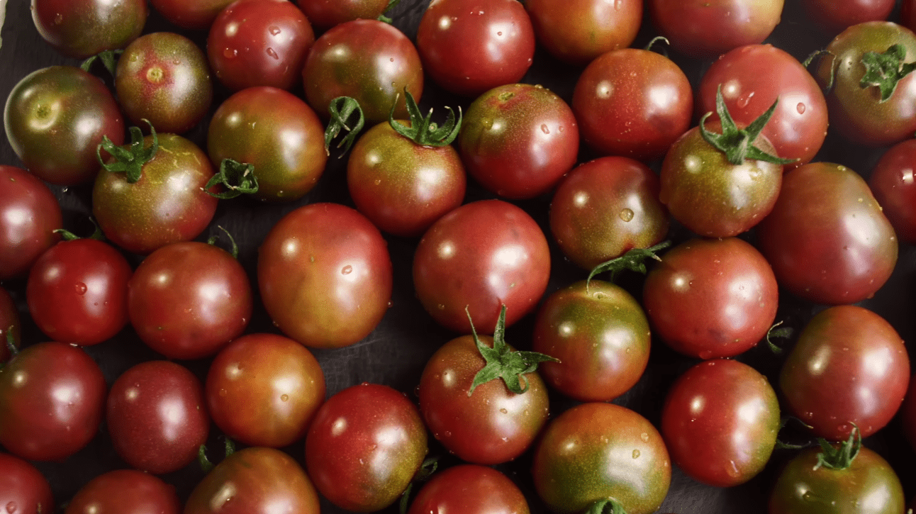 Городники назвали 5 нових сортів томатів для мега-урожаю 2026