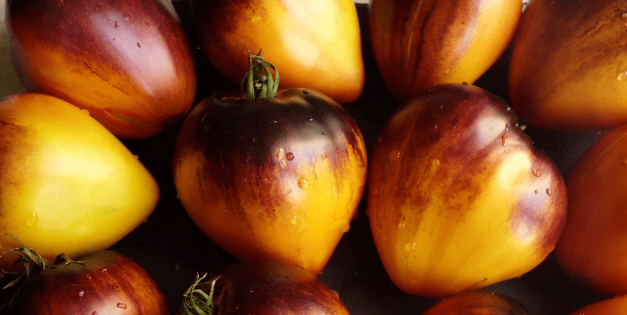 Городники назвали 5 нових сортів томатів для мега-урожаю 2026