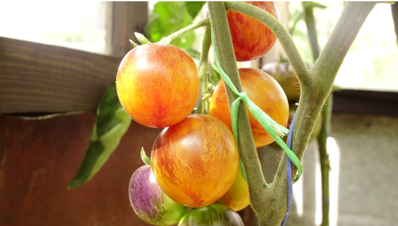 Городники назвали 5 нових сортів томатів для мега-урожаю 2026