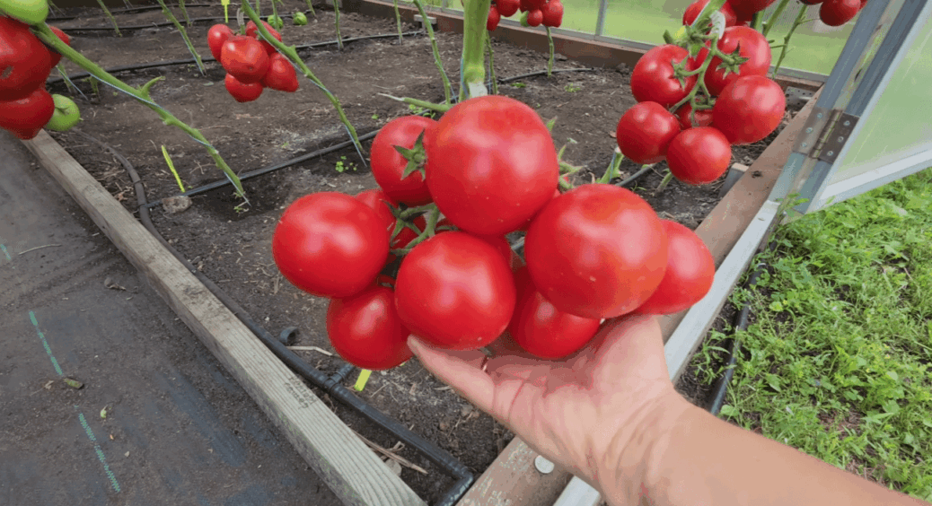 У списку насіння на розсаду – 1-ше місце: цей потужний томат видає м’ясисті плоди з гарбуз 