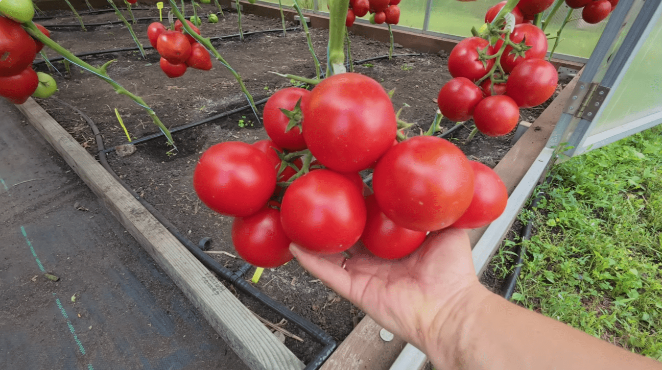 Городники назвали 4 сорти помідорів, які не дають урожай 
