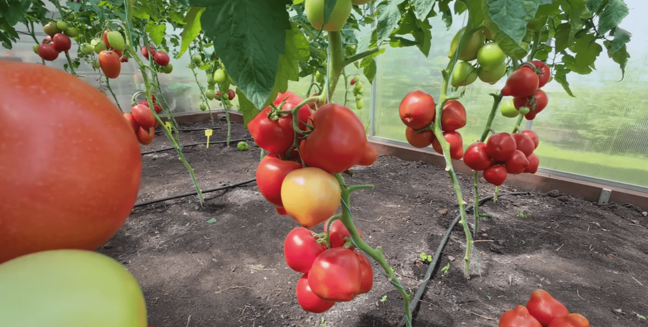 Городники назвали сорти томатів, які вразили врожайністю у 2025 році