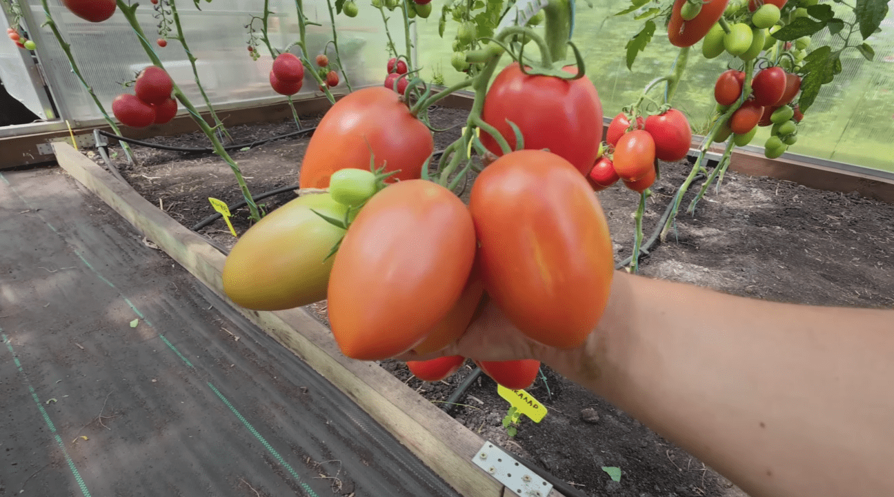 Городники назвали сорти томатів, які вразили врожайністю у 2025 році