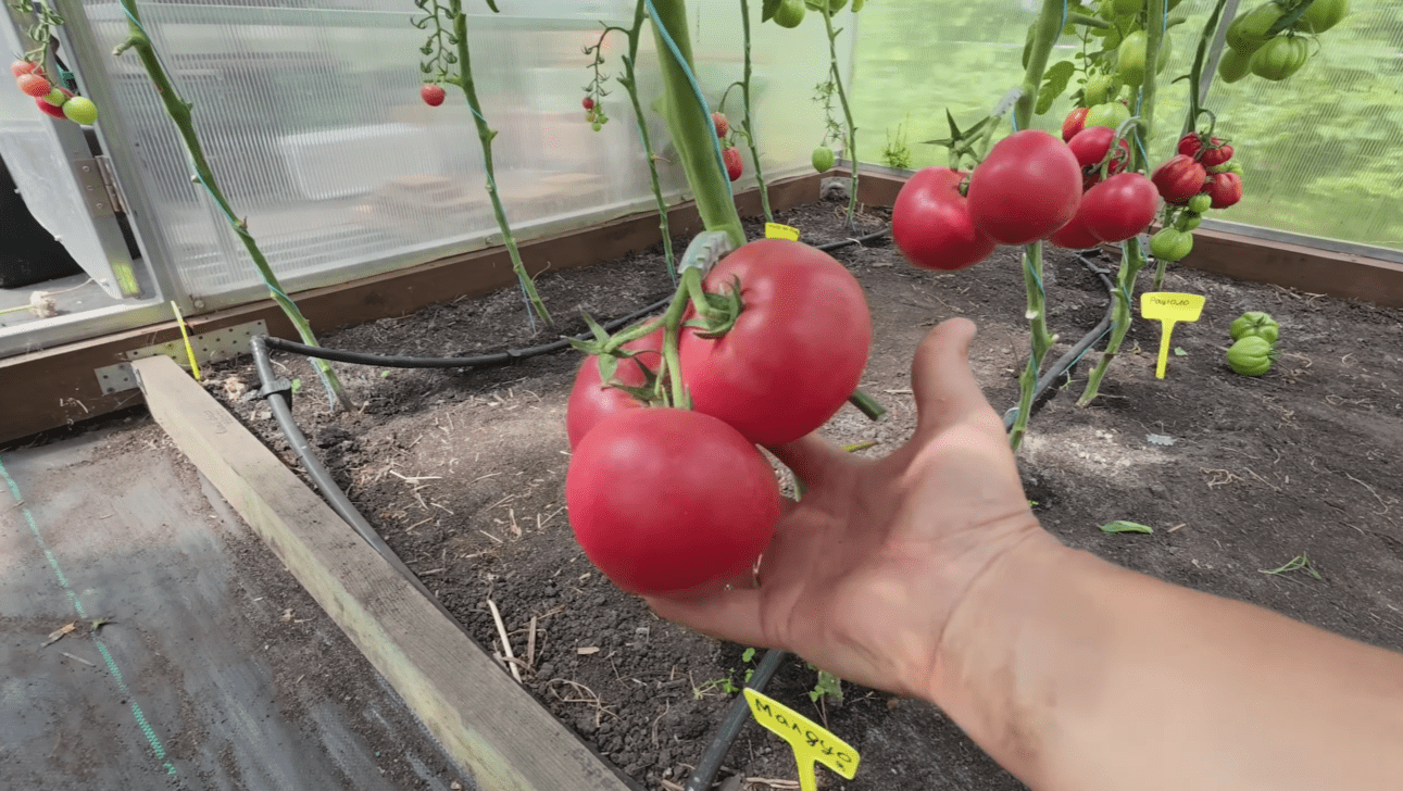 Городники назвали сорти томатів, які вразили врожайністю у 2025 році