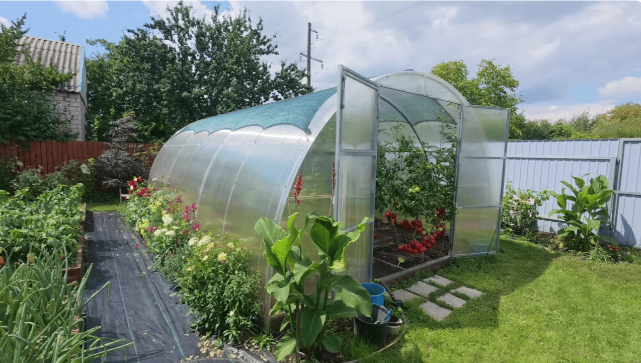 Городники розповіли, чим краще обробити теплицю після хворих помідорів Городники розповіли, чим краще обробити теплицю після хворих помідорів