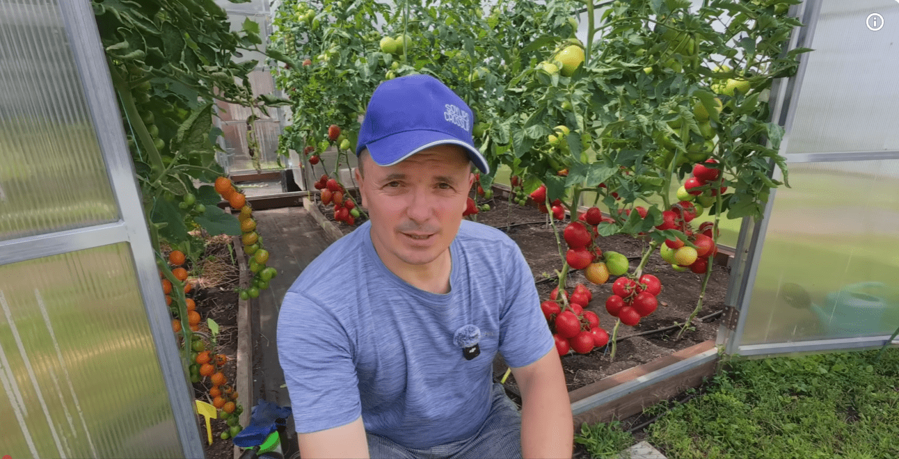 Городники назвали сорти томатів, які вразили врожайністю у 2025 році