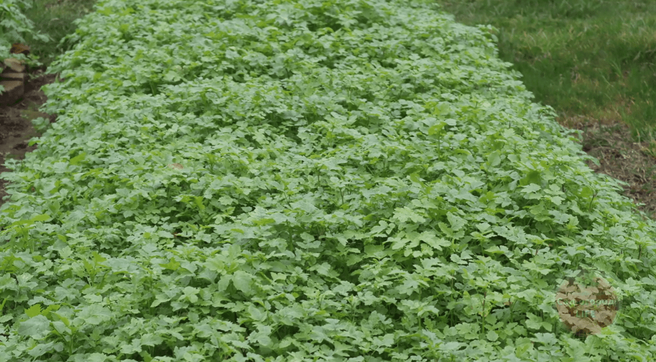 Експерт розповів, які культури найбільше виснажують землю
