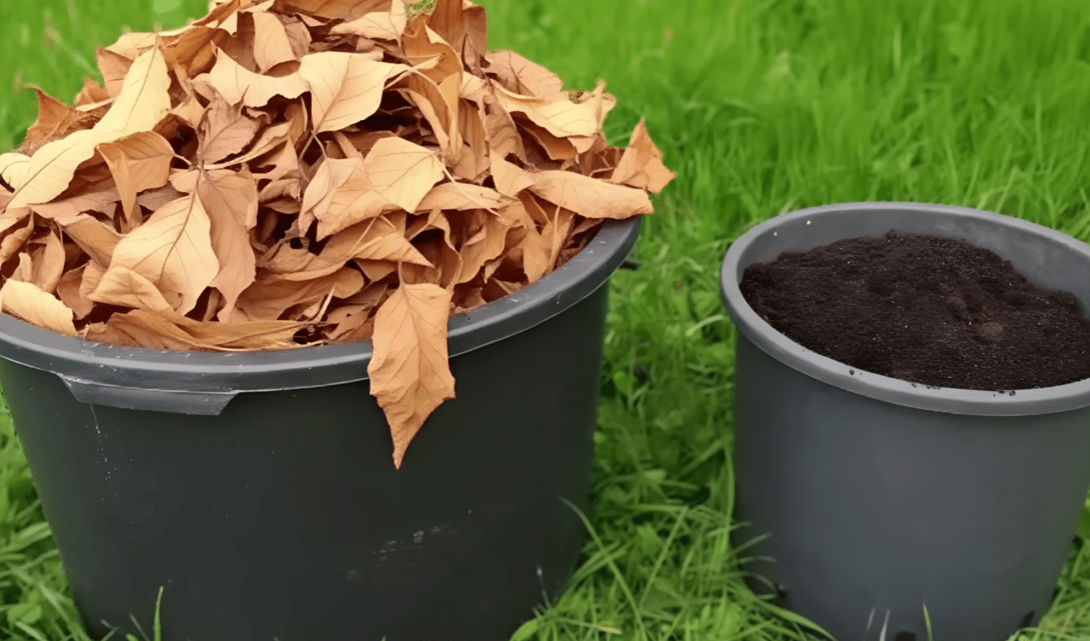 Городники розповіли, як приготувати універсальне добрива безкоштовно