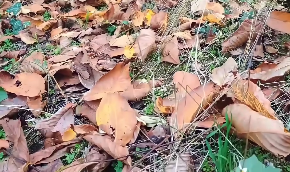 Як перетворити купи сухого листя на родючий ґрунт