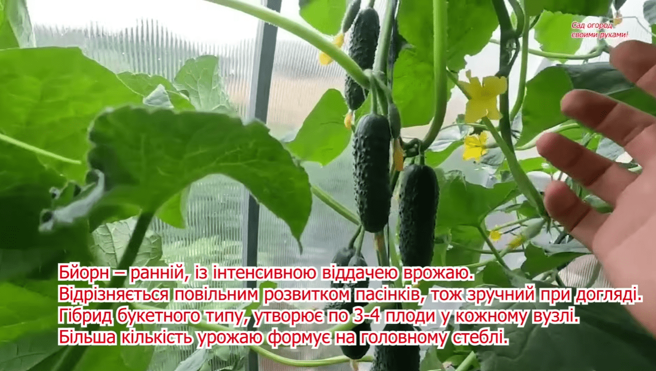 Городники назвали найкращі сорти огірків для всіх регіонів України