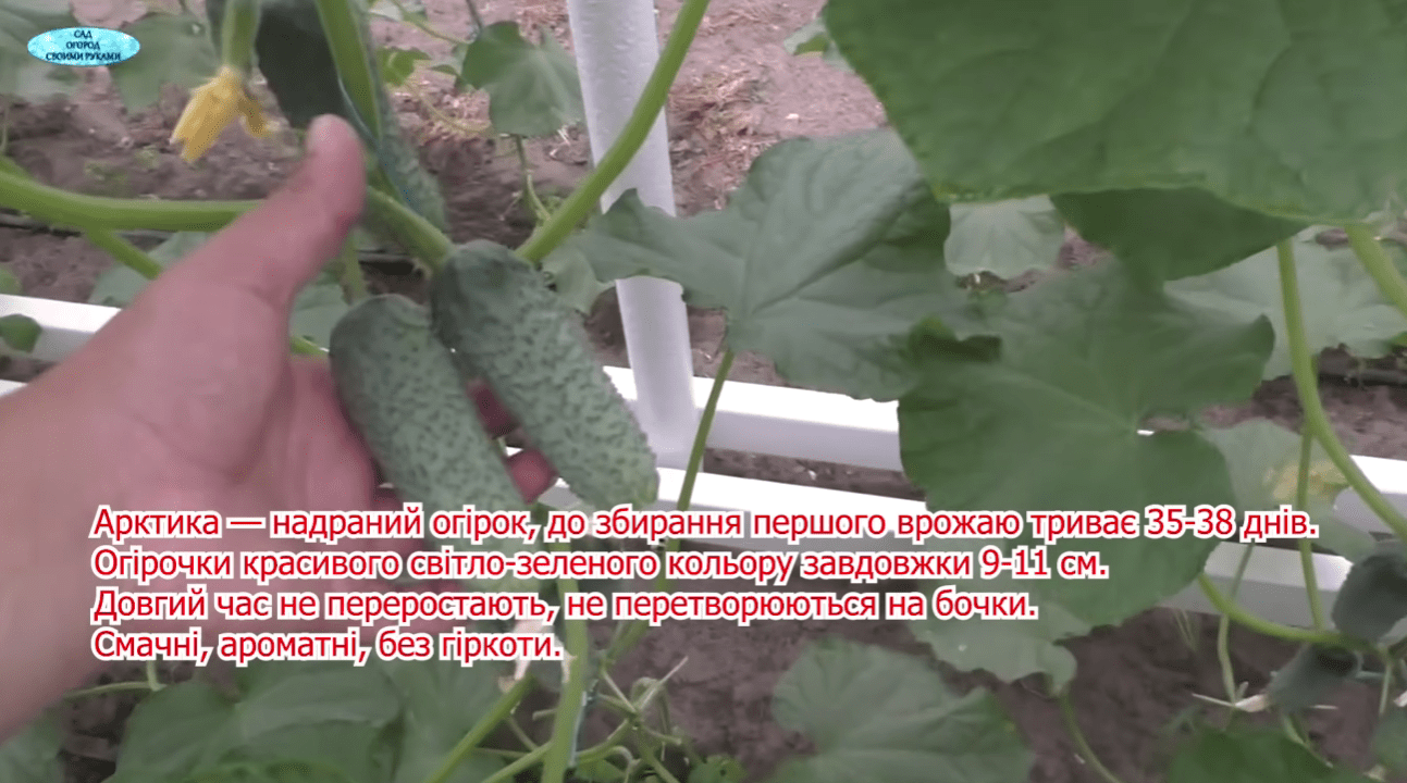 Городники назвали найкращі сорти огірків для всіх регіонів України
