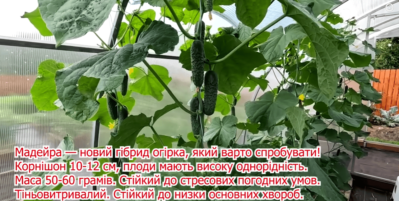 Городники назвали найкращі сорти огірків для всіх регіонів України
