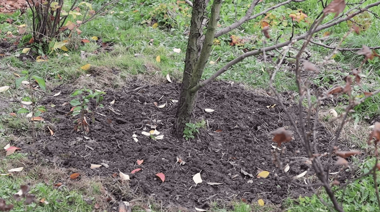 Чим провести обробку саду у листопаді, щоб отримати добрий урожай у 2026 році