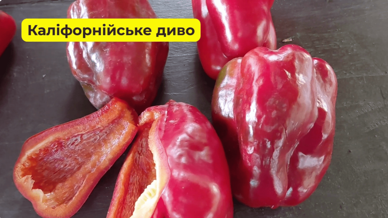 Городники із Сум назвали найкращі сорти солодкого перцю в 2025 році