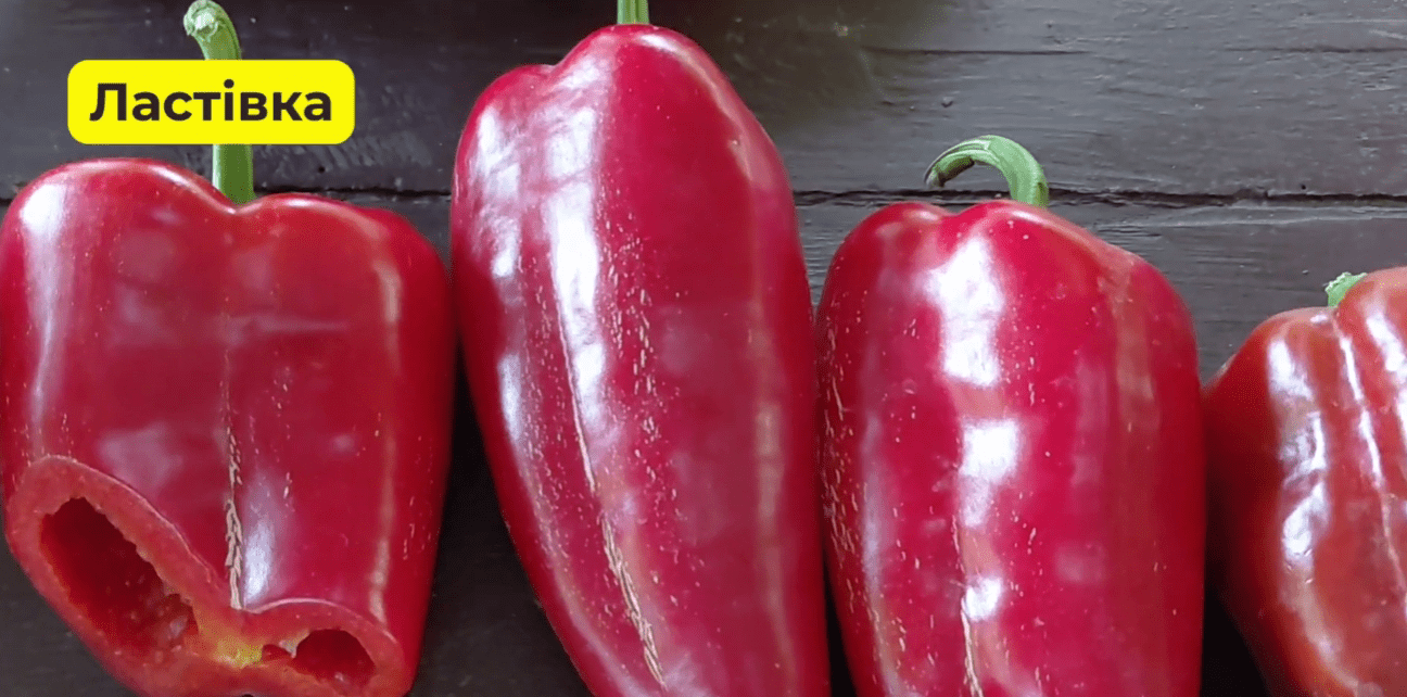 Городники із Сум назвали найкращі сорти солодкого перцю в 2025 році