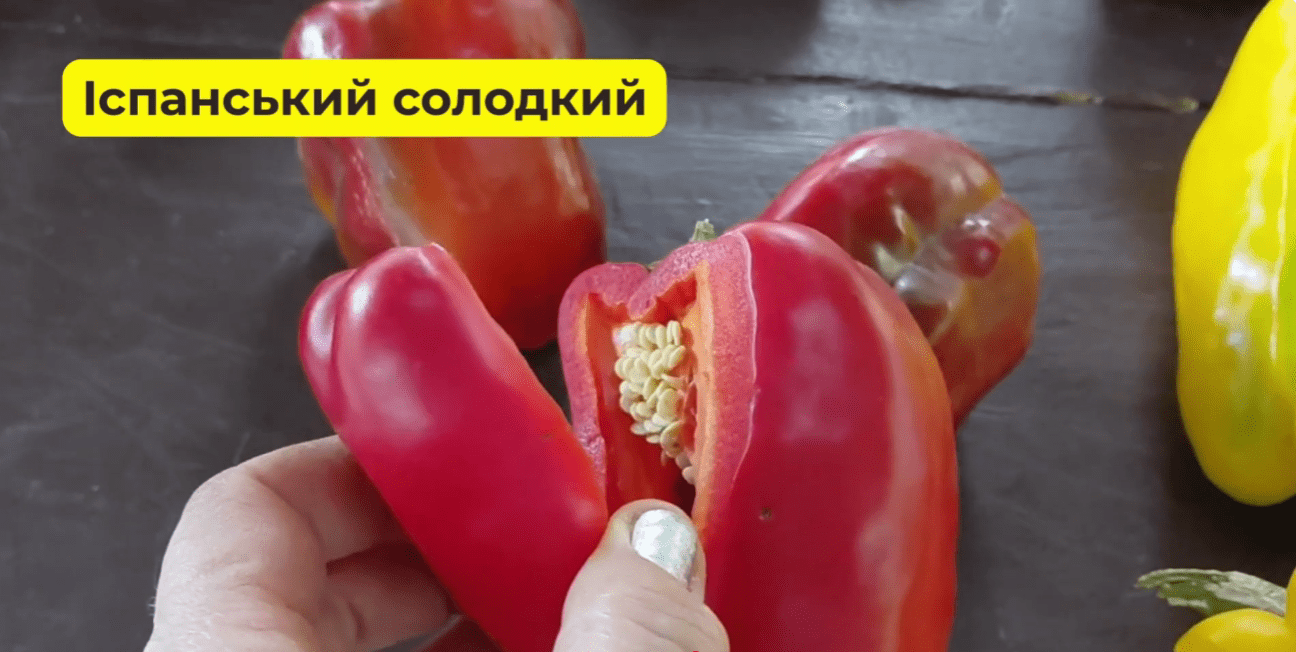 Городники із Сум назвали найкращі сорти солодкого перцю в 2025 році