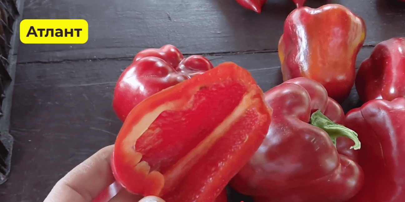 Городники із Сум назвали найкращі сорти солодкого перцю в 2025 році