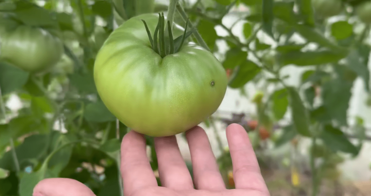 Городниця назвала старі радянські сорти помідорів зі справжнім томатним смаком