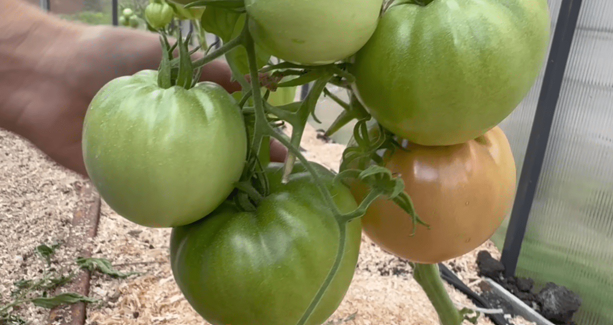 Агроном розповів, які помідори обрати для осінніх урожаїв