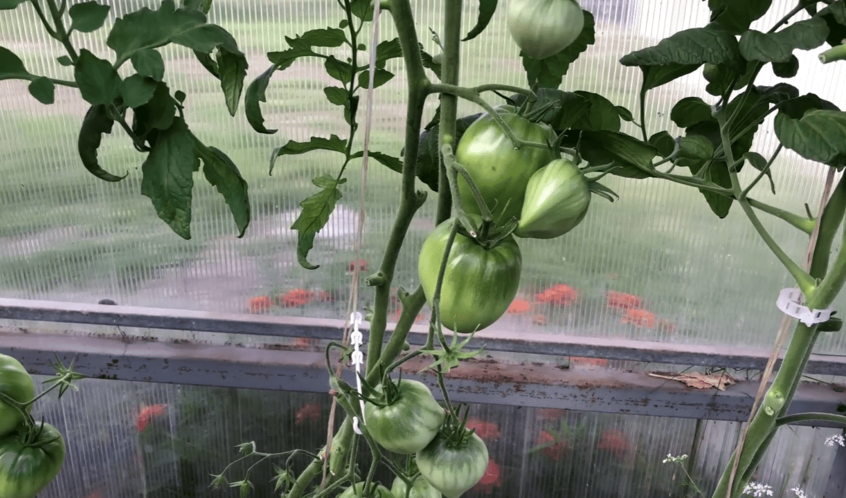 Городники назвали сорти помідорів, які вже багато років у списку чемпіонів