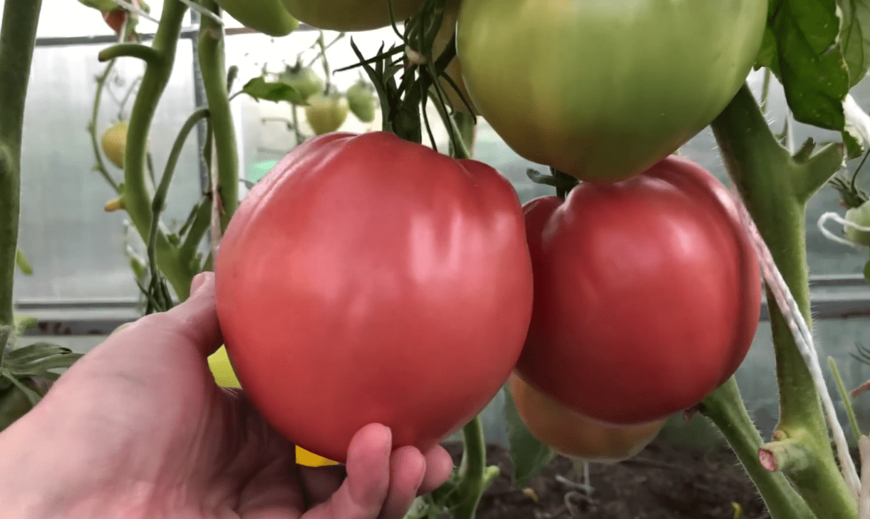 Городники назвали сорти помідорів, які вже багато років у списку чемпіонів