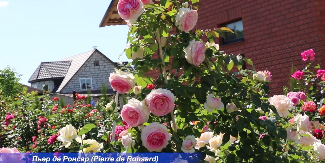 Садівники назвали найкращі сорти троянд для створення найромантичнішого саду