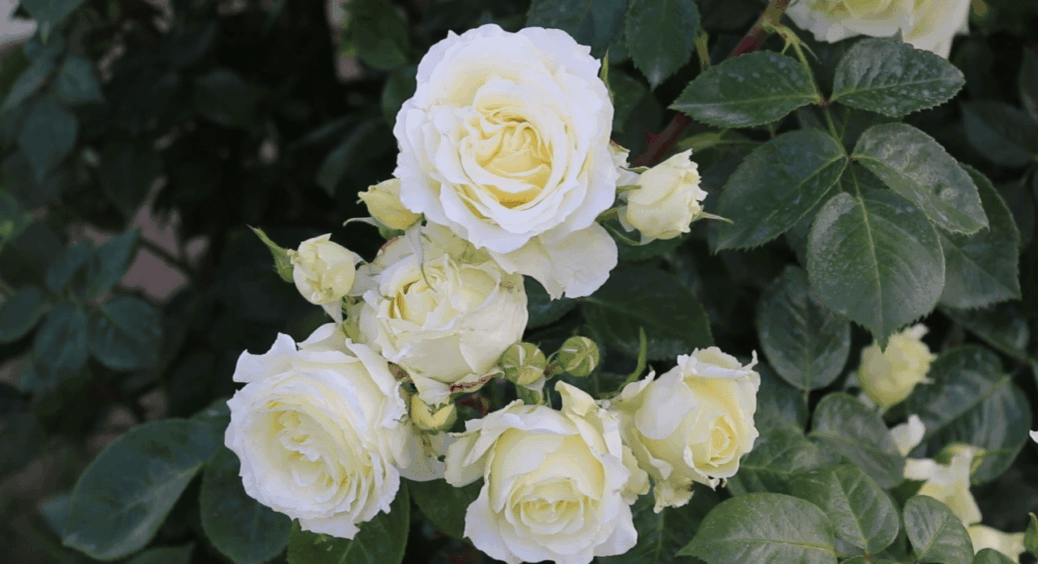 Обовʼязкова процедура для 3 видів троянд восени: на дачі у Вінниці обрізаю листя лише так 