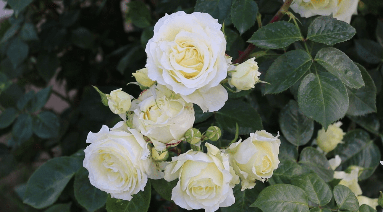 Квітникарі назвали одну обовʼязкову процедуру для троянд восени 