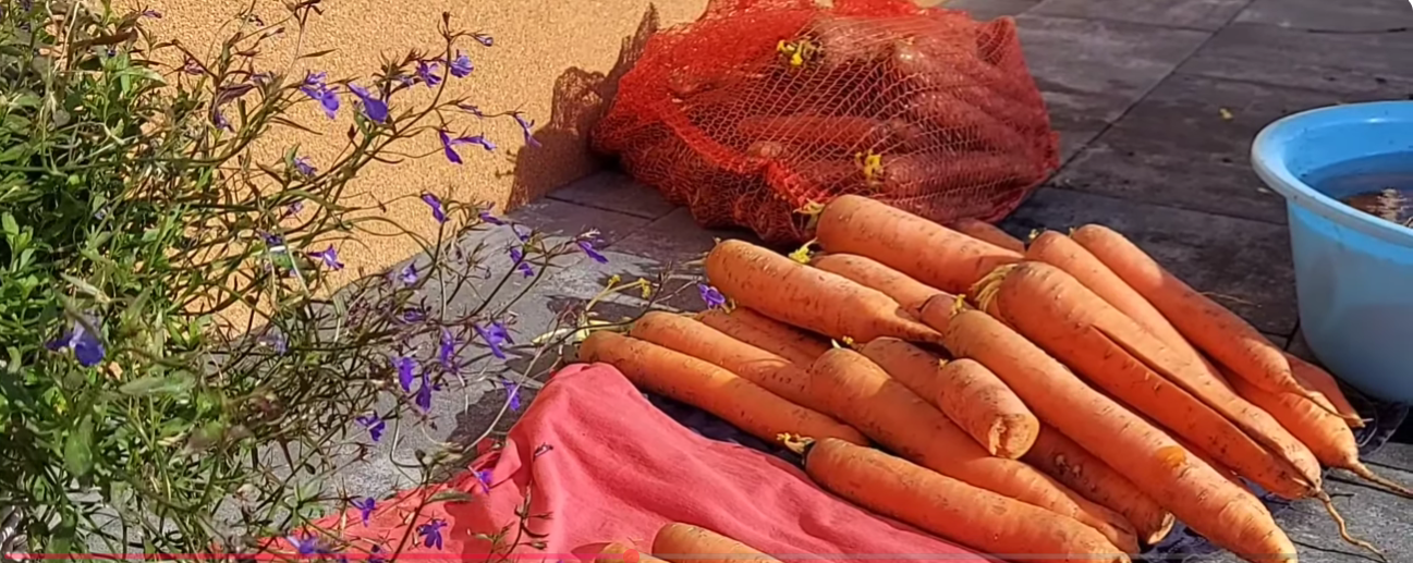 Як зберегти моркву та буряк свіжими та соковитими до самого літа