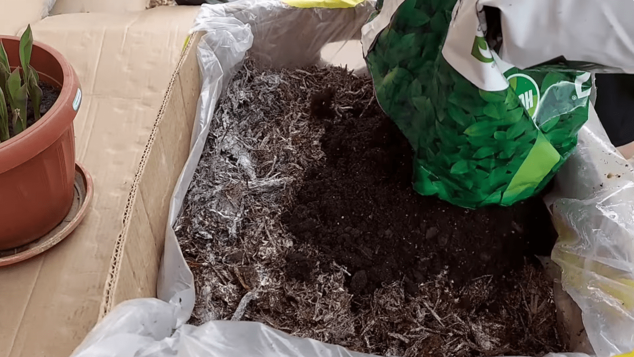 Вирощування печериць вдома: вся правда без прикрас