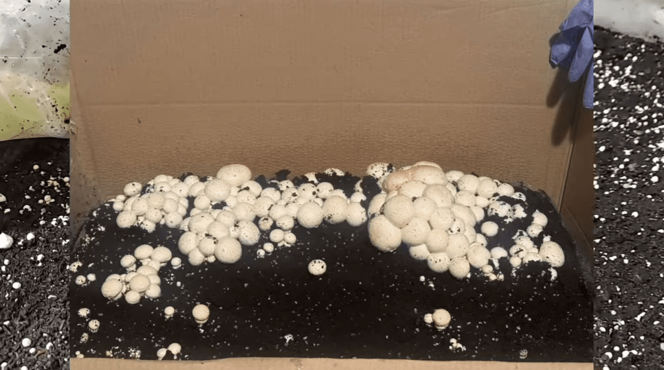 Вирощування печериць вдома: вся правда без прикрас