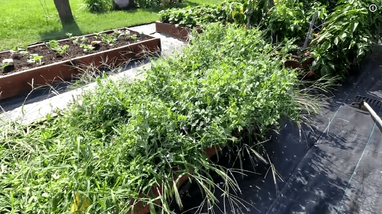 Як подвоїти врожай усіх культур на городі без добрив