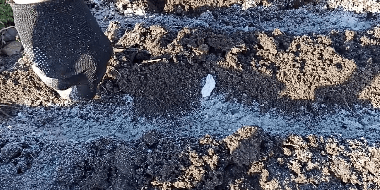 Редиска і петрушка під зиму: коли і як посіяти для раннього врожаю