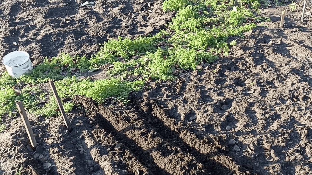 Редиска і петрушка під зиму: коли і як посіяти для раннього врожаю