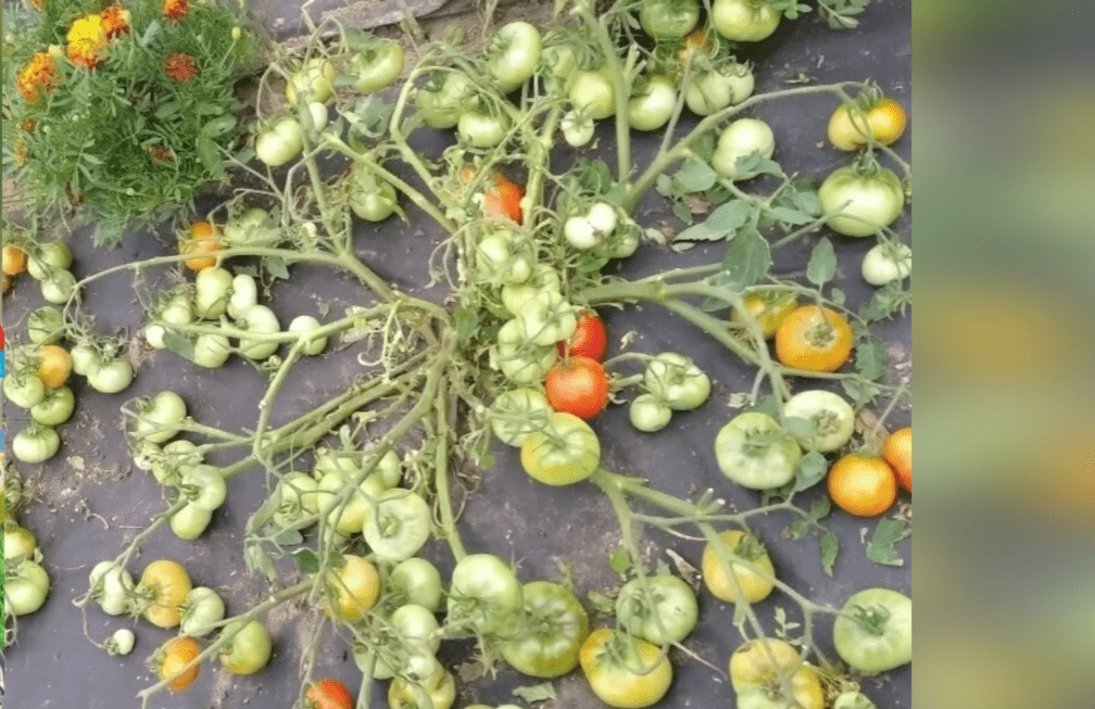 Городники назвали найкращі сорти ранніх томатів