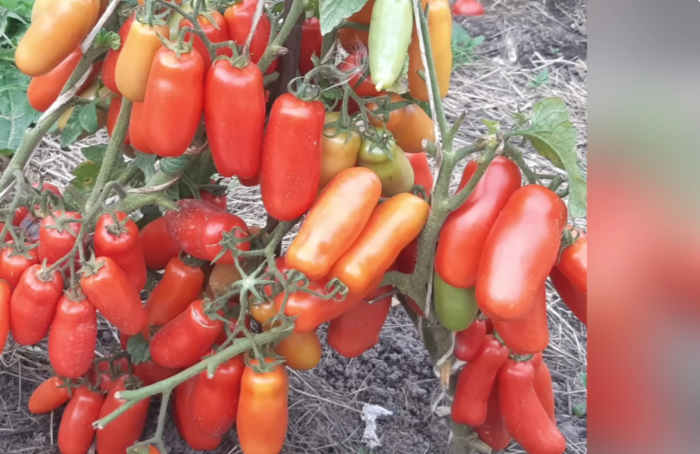 Городники назвали найкращі сорти ранніх томатів