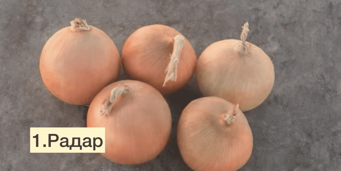 Українські городники назвали 5 найкращих сортів озимої цибулі для всіх регіонів