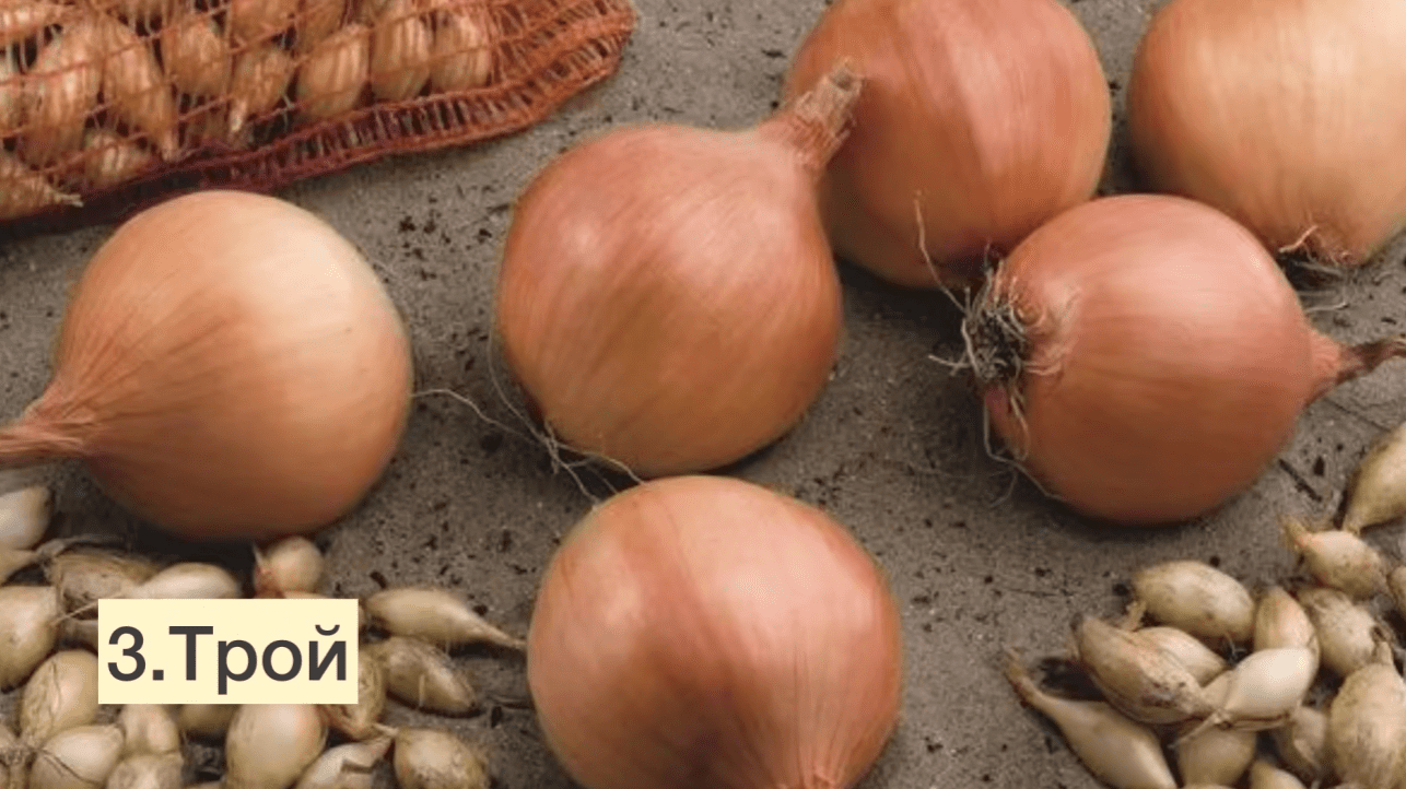 Українські городники назвали 5 найкращих сортів озимої цибулі для всіх регіонів