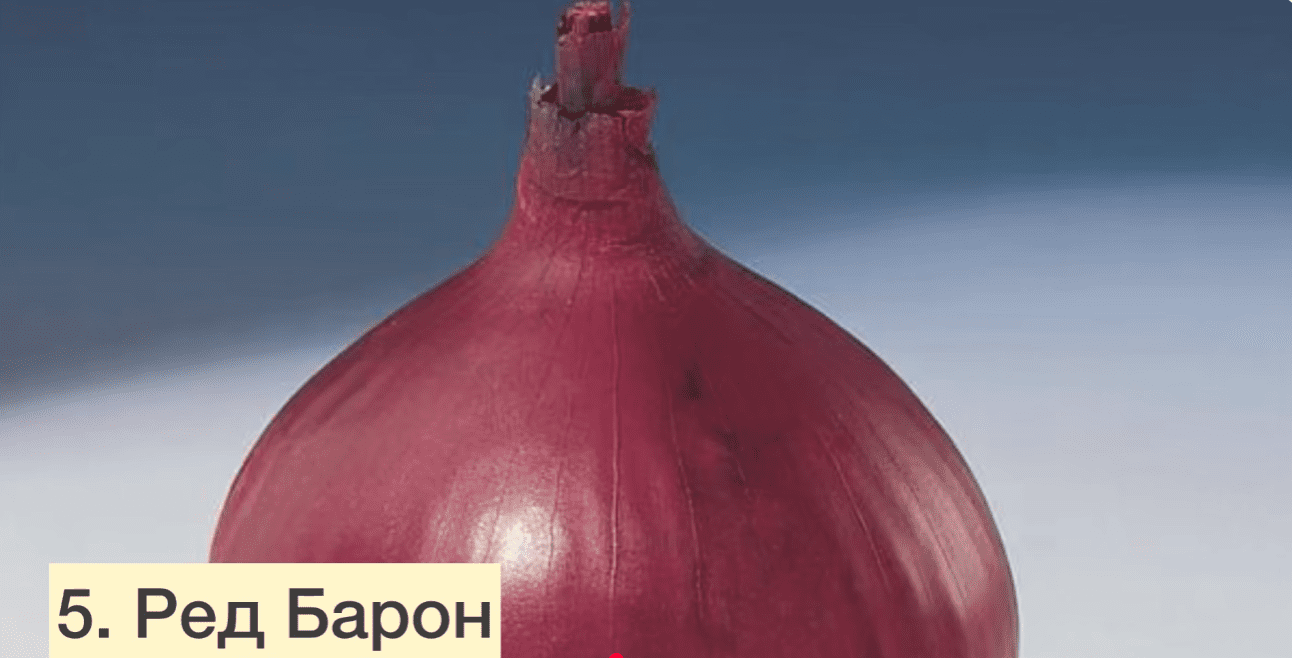 Українські городники назвали 5 найкращих сортів озимої цибулі для всіх регіонів