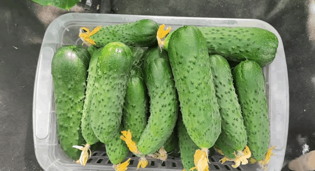 Додаю у воду для поливу огірків лише 1 чайну ложку — листя зелене й урожай тепер довгий 