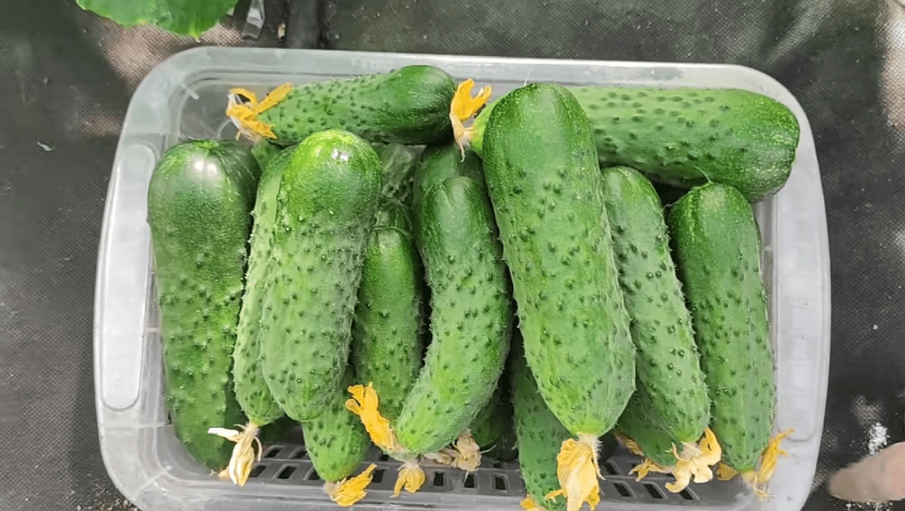 Городники назвали найкраще добриво для росту огірків 