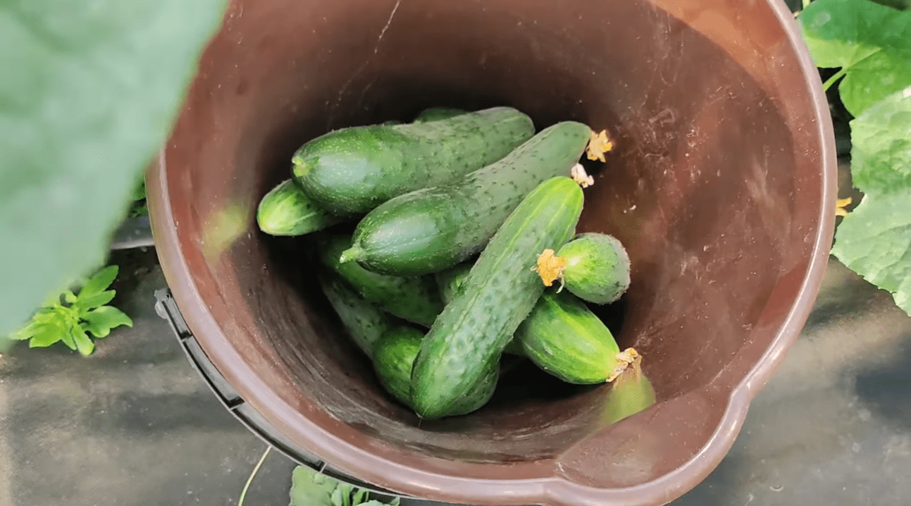 Городники обрали 3 найкращі сорти огірків зі 100 гідних конкурентів