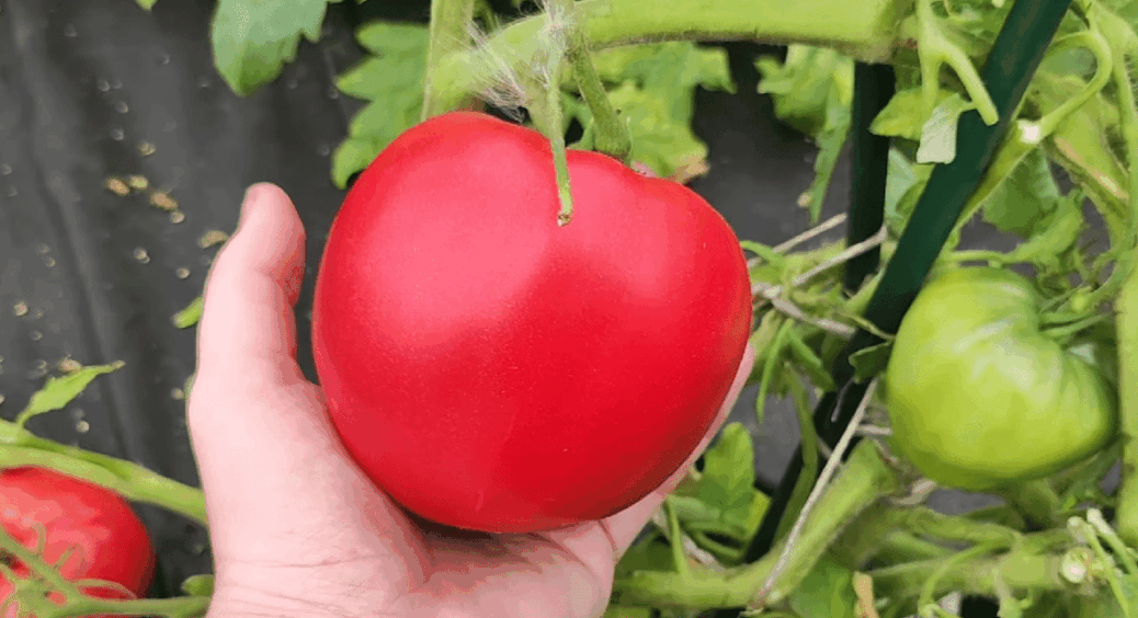 Саджала у 2025 і обов’язково посаджу у 2026: сорти томатів, які перевершили всі очікування 