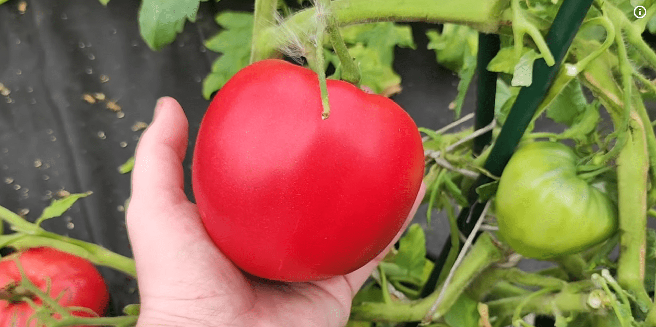 Садівники назвали найкращі сорти помідорів, які садитимуть у 2026 році