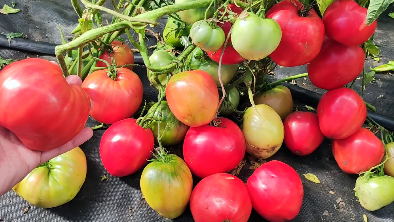 Городники обрали 3 найкращі сорти томатів зі 100 гідних конкурентів