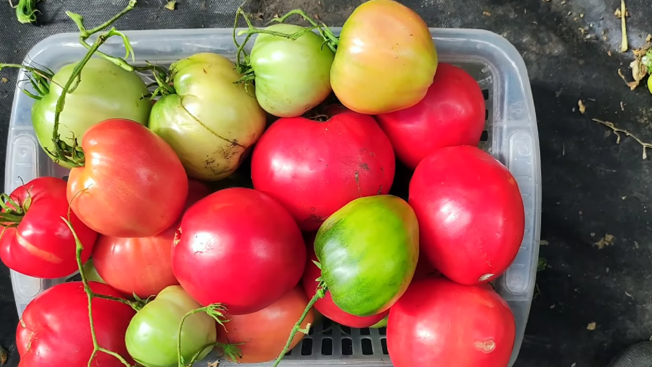 Городники обрали 3 найкращі сорти томатів зі 100 гідних конкурентів